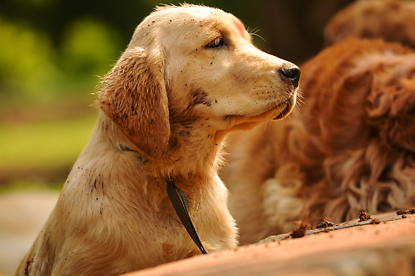 포토 JPG 해외이미지 동물 1 응시 행복 새끼 백그라운드 포유류 실내 미소 앉기 사람없음 반려동물 갈색 노란색 머리 평화 흰색 황금 개 리트리버 강아지 큼 자르기 래브라도리트리버 혀 사냥 슛 육식동물 솜털 송곳니 고립 기르기 유래 해외202004 해외포토 시선 감정 컬러 컨셉 모션 표정 내부 신체부위 입 치아 크기 돌봄 파일형식 이미지허브