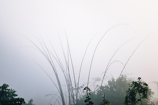 포토 JPG 해외이미지 나무 구름 공원 여행 백그라운드 잎 자연 하늘 아침 산 풍경 사람없음 야외 초록색 일출 환경 일몰 새벽 안개 물방울 숲 대나무 내추럴 뿌연 절정 해외202004 해외포토 주간 자연요소 식물 공공시설 컬러 날씨 노을 생태계 파일형식 이미지허브
