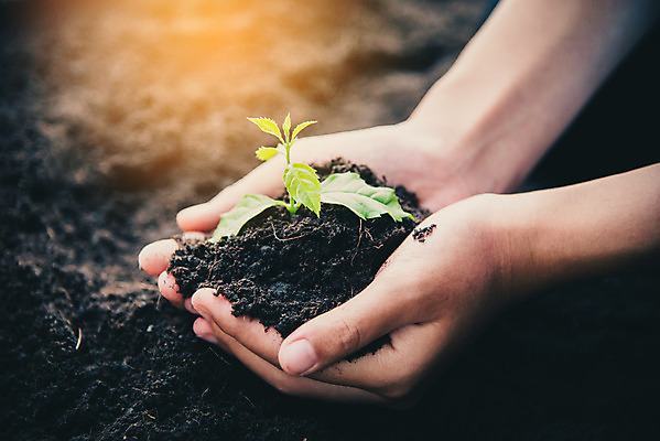 포토 JPG 해외이미지 나무 식물 손 꽃 지구 컨셉 잎 농업 자연 새로움 사람없음 초록색 환경 흙 봄 성장 작음 시작 원예 먼지 내추럴 개발 돌봄 모종 해외202004 해외포토 계절 산업 컬러 모션 취미 신체부위 크기 생태계 파일형식 이미지허브