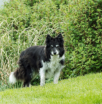 포토 JPG 해외이미지 동물 여자 포유류 사람없음 반려동물 작업 양치기 개 스코틀랜드 해외202004 해외포토 직업 영국 사람 파일형식 이미지허브