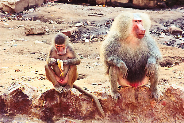 포토 JPG 해외이미지 동물 공원 야생동물 여행 백그라운드 장난 포유류 가족 아프리카 자연 휴가 생물 털 동물원 이집트 미술 풍경 사람없음 검은색 기쁨 원숭이 아기 황무지 숲 사파리 꼬리 서식지 유인원 고립 에티오피아 탄자니아 해외202004 해외포토 공공시설 감정 나라 컬러 관계 문화예술 사람 생태계 파일형식 이미지허브