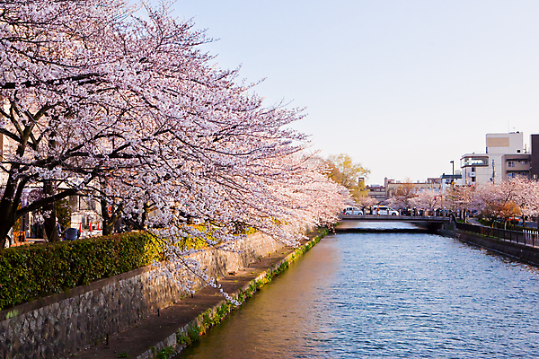 포토 JPG 해외이미지 식물 계절 꽃잎 꽃 포스터 문화 분홍색 백그라운드 잎 꽃무늬 자연 벽지 사람없음 컬러풀 정원 일본 중국 봄 벚꽃 흰색 나뭇가지 신용카드 개화 체리 센터 순수 묘사 만족 엽서 동쪽 내추럴 취급주의 해외202004 해외포토 나무 감정 아시아 컬러 컨셉 무늬 과일 경고 금융 편지 방향 생태계 파일형식 이미지허브
