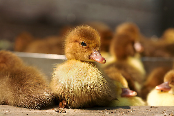 포토 JPG 해외이미지 동물 야생동물 가족 조류 오리 털 사람없음 농장 갈색 노란색 봄 연못 작음 부리 솜털 물새 해외202004 해외포토 계절 컬러 농업 관계 크기 파일형식 이미지허브