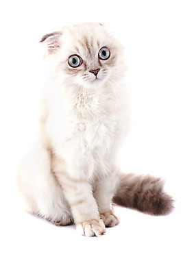 포토 JPG 해외이미지 동물 1 영어 응시 문화 얼굴 백그라운드 장난 포유류 가족 자연 영국 털 앉기 성인 사람없음 파란색 반려동물 갈색 고양이 줄무늬 회색 흰색 아기 고급 은색 작음 큼 자르기 슛 부드러움 얼룩무늬 솜털 고립 접기 스코틀랜드 해외202004 해외포토 문자 시선 유럽 컬러 컨셉 무늬 관계 모션 사람 신체부위 감각 크기 생태계 파일형식 이미지허브