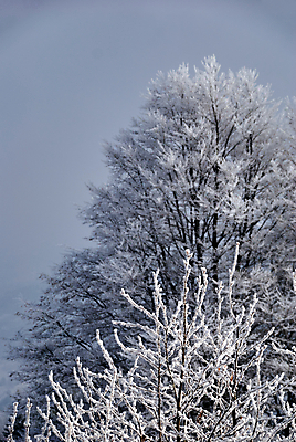 포토 JPG 해외이미지 나무 식물 유럽 겨울 산 사람없음 흰색 나뭇가지 숲 관목 침엽수 폴란드 가문비나무 해외202004 해외포토 계절 나라 컬러 파일형식 이미지허브