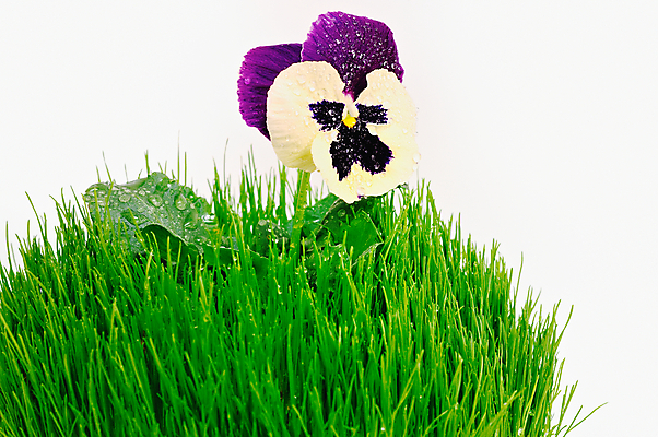 포토 JPG 해외이미지 식물 꽃 자연 사람없음 초록색 환경 정원 흰색 떨어짐 이슬 유기농 고립 생태학 해외202004 해외포토 웰빙 교육 컬러 컨셉 생태계 파일형식 이미지허브