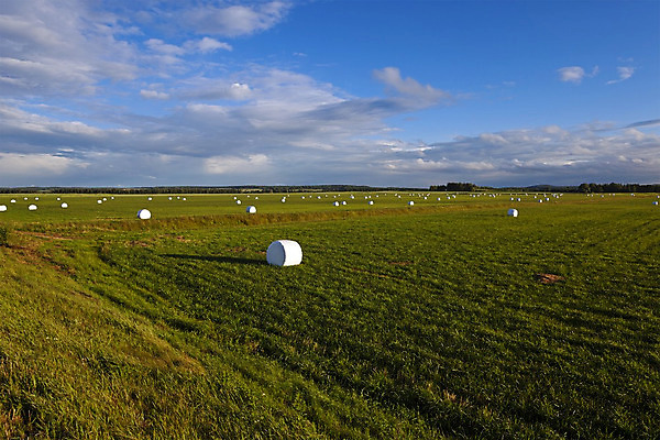 포토 JPG 해외이미지 모양 식물 동물 계절 산업 음식 패턴 밭 농업 포장 자연 건조 풍경 사람없음 야외 여름 농작물 농장 쌓기 수확 가을 시골 원형 그룹 건초더미 볏짚 보호 플라스틱 자르기 장면 패키지 수납 뭉치 밀짚 흙더미 줄서기 포장소품 해외202004 해외포토 도형 컨셉 무늬 모션 재질 흙 건초 짚 오브젝트 생태계 포장재료 파일형식 더미 이미지허브