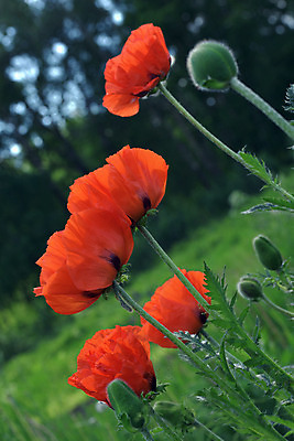 포토 JPG 해외이미지 식물 구름 계절 꽃잎 꽃 줄기 백그라운드 잎 꽃무늬 밭 농업 자연 풍경 사람없음 야외 빨간색 초록색 여름 햇빛 태양 머리 정원 봄 들꽃 벚꽃 시골 개화 땅 허브 냄새 아로마 양귀비 진홍색 내추럴 해외202004 해외포토 자연요소 산업 컬러 무늬 신체부위 생태계 파일형식 이미지허브