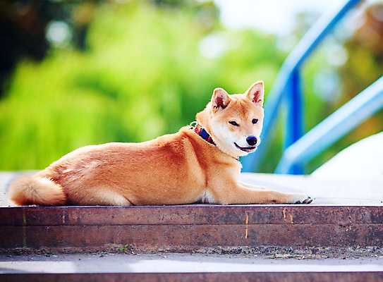 포토 JPG 해외이미지 전신 동물 척추동물 한마리 응시 새끼 포유류 휴식 앉기 사람없음 반려동물 가축 듣기 개 자르기 경계 송곳니 신앙심 해외202004 해외포토 1 시선 컨셉 모션 치아 파일형식 이미지허브