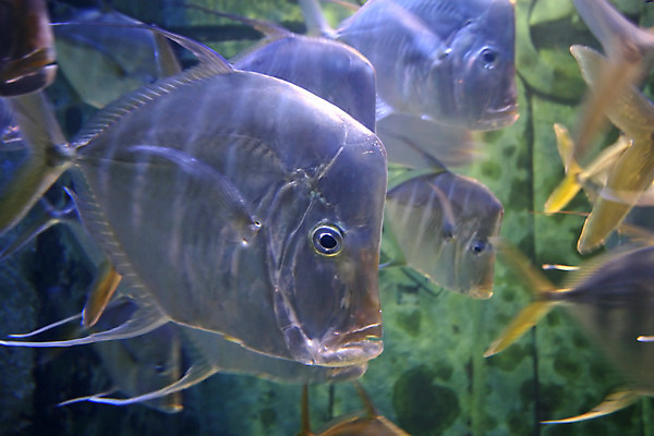 포토 JPG 해외이미지 동물 어류 사람없음 물 반려동물 수영 탱크 수족관 해외202004 해외포토 자연요소 수중동물 수상스포츠 파일형식 이미지허브