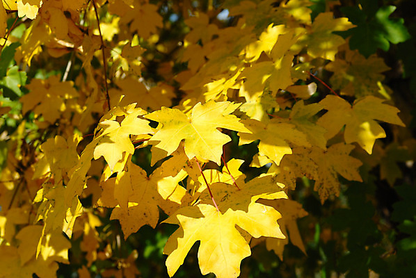 포토 JPG 해외이미지 나무 식물 계절 공원 단풍 잎 자연 풍경 사람없음 야외 장식 초록색 빛 햇빛 노란색 환경 침묵 젖음 가을 나뭇가지 시골 화려 그룹 황금 숲 큼 오브젝트 질감 생물학 정맥 10월 해외202004 해외포토 공공시설 교육 컬러 컨셉 태양 소리 날짜 크기 생태계 혈관 파일형식 이미지허브