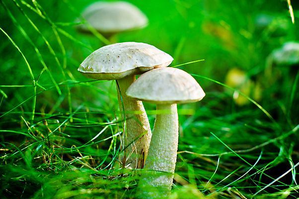 포토 JPG 해외이미지 음식 자연 사람없음 야외 초록색 버섯 성장 흰색 신선 숲 생태학 해외202004 해외포토 교육 컬러 생태계 파일형식 이미지허브