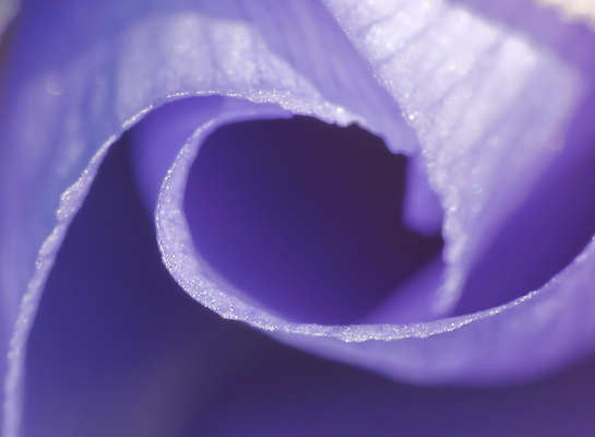 포토 JPG 해외이미지 식물 꽃잎 꽃 자연 사람없음 파란색 묘사 해외202004 해외포토 컬러 생태계 파일형식 이미지허브