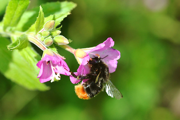 포토 JPG 해외이미지 식물 계절 꽃잎 꽃 분홍색 곤충 잎 꽃무늬 자연 사람없음 초록색 컬러풀 정원 보라색 봄 활발 벚꽃 닫기 꽃가루 꿀 내추럴 호박벌 해외202004 해외포토 동물 컬러 컨셉 무늬 모션 벌_곤충 가루 생태계 파일형식 이미지허브