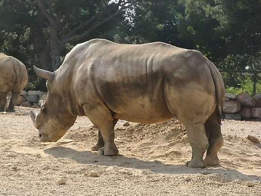 포토 JPG 해외이미지 동물 척추동물 얼굴 야생동물 신체 포유류 아프리카 자연 뿔 사람없음 황무지 닫기 위험 큼 자르기 사파리 멸종 코뿔소 내추럴 채식주의자 해외202004 해외포토 나라 컨셉 모션 신체부위 크기 생태계 채식 파일형식 이미지허브