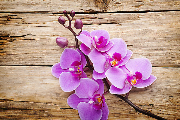 포토 JPG 해외이미지 식물 꽃잎 꽃 줄기 분홍색 백그라운드 자연 사람없음 스파 침묵 봄 난초 오브젝트 장면 해외202004 해외포토 계절 컬러 소리 생태계 파일형식 이미지허브