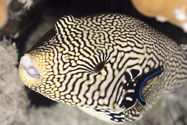 포토 JPG 해외이미지 1 바다 자연 바닥 이집트 어류 사람없음 야외 물 바닷속 수중 수영 스노클링 산호 다이빙 태평양 홍해 인도양 깊이 해외202004 해외포토 자연요소 아프리카 수중동물 수상스포츠 자포동물 생태계 수중스포츠 파일형식 이미지허브