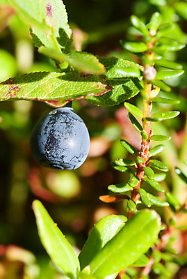 포토 JPG 해외이미지 식물 계절 열매 음식 줄기 백그라운드 잎 농업 다이어트 과일 재료 자연 디저트 건강 사람없음 초록색 파란색 컬러풀 정원 검은색 성장 나뭇가지 신선 달콤 맛 숲 먹기 유기농 블루베리 내추럴 숙성 월귤 채식주의자 해외202004 해외포토 나무 웰빙 산업 컬러 컨셉 모션 생태계 채식 파일형식 이미지허브