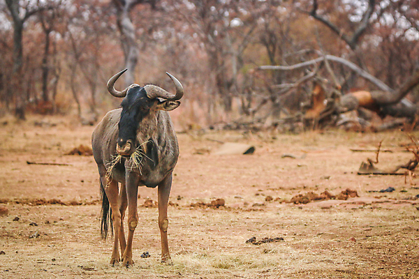 포토 JPG 해외이미지 동물 공원 야생동물 상징 여행 이동 포유류 아프리카 자연 초식동물 뿔 종류 사람없음 야외 파란색 여행객 환경 게임 황무지 보호 군중 사파리 영양 남쪽 내추럴 남아프리카 동물상 사바나 전국 해외202004 해외포토 공공시설 나라 컬러 컨셉 놀이 사람 조형물 방향 생태계 파일형식 이미지허브