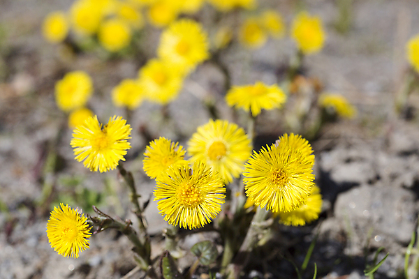 포토 JPG 해외이미지 식물 꽃 사람없음 노란색 봄 닫기 해외202004 해외포토 계절 컬러 모션 파일형식 이미지허브