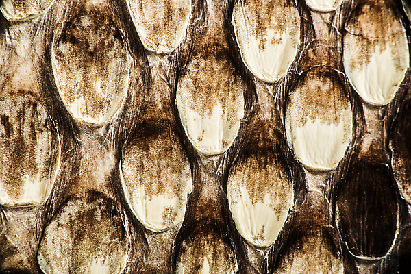 포토 JPG 해외이미지 동물 디자인 옷 백그라운드 패턴 가방 파충류 자연 추상 사람없음 장식 갈색 노란색 유행 어둠 수확 흰색 직물 뱀 고급 바느질 가죽 피부 묘사 질감 정사각형 도마뱀 악어 내추럴 소가죽 진짜 해외202004 해외포토 도형 잡화 컬러 컨셉 무늬 농업 신체부위 생태계 파일형식 이미지허브