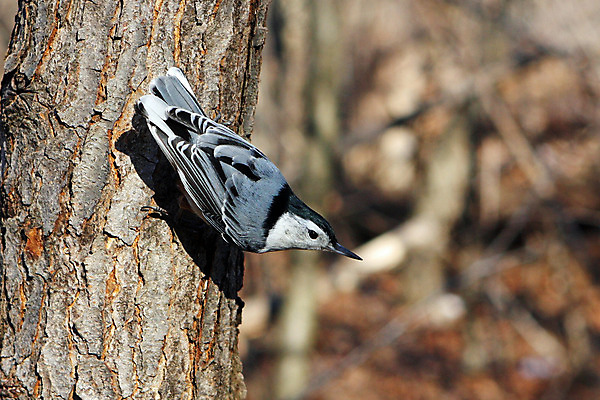 포토 JPG 해외이미지 나무 동물 공원 야생동물 캐나다 날개 자연 조류 씨앗 앉기 사람없음 야외 옆모습 검은색 회색 흰색 나뭇가지 관찰 닫기 잡지 숲 작음 깃털 묘사 부리 나무껍질 동물상 앨버타 해외202004 해외포토 식물 공공시설 뷰포인트 컬러 북아메리카 모션 간행물 조형물 껍질 크기 생태계 파일형식 이미지허브