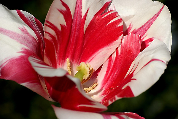 포토 JPG 해외이미지 식물 구름 공원 꽃잎 꽃 꽃무늬 밭 농업 자연 하늘 풍경 사람없음 야외 빨간색 초록색 여름 파란색 농장 정원 봄 튤립 그룹 네덜란드 각도 진홍색 대각선 해외202004 해외포토 자연요소 계절 공공시설 유럽 산업 선 컬러 무늬 생태계 파일형식 이미지허브