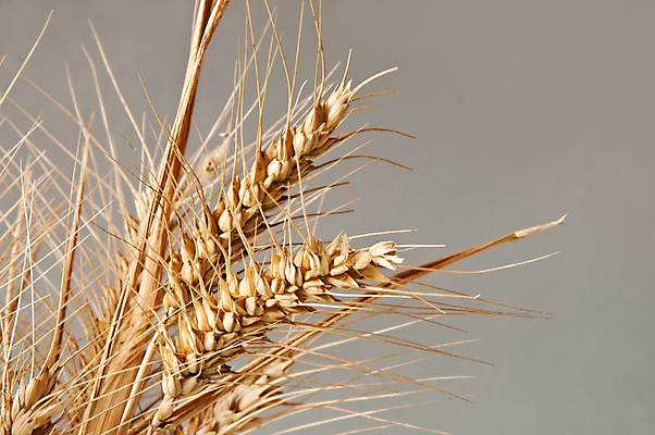 포토 JPG 해외이미지 식물 음식 빵 백그라운드 패턴 밭 농업 자연 하늘 건강 옥수수 풍경 사람없음 여름 파란색 농작물 햇빛 태양 농장 노란색 침묵 수확 흰색 시골 황금 낟알 시리얼 밀 보리 귀 밀짚 고립 숙성 호밀 해외202004 해외포토 자연요소 계절 산업 컬러 무늬 곡류 신체부위 소리 짚 생태계 파일형식 이미지허브