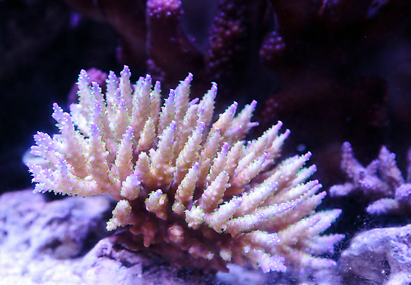 포토 JPG 해외이미지 바다 사람없음 산호 수족관 소금물 해외202004 해외포토 자포동물 파일형식 이미지허브