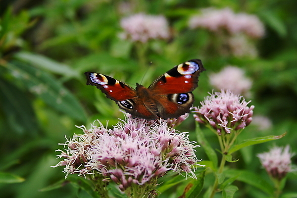 포토 JPG 해외이미지 식물 동물 꽃 유럽 야생동물 나비 곤충 밭 날개 자연 종류 사람없음 초록색 여름 태양 공작 소프트포커스 생물학 꿀 해외202004 해외포토 자연요소 계절 교육 나라 컬러 농업 조류 촬영기법 생태계 파일형식 이미지허브