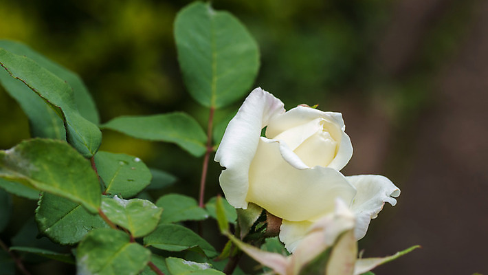 포토 JPG 해외이미지 꽃 잎 사람없음 장미 정원 맑음 벚꽃 흰색 개화 해외202004 해외포토 식물 컬러 날씨 파일형식 이미지허브