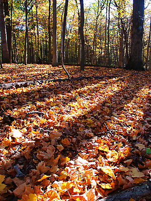 포토 JPG 해외이미지 나무 식물 공원 여행 잎 자연 그림자 풍경 사람없음 야외 빛 햇빛 태양 환경 미국 침묵 일몰 황무지 저녁 숲 생태계 장면 지역 서식지 내추럴 삼림지대 생태학 해외202004 해외포토 자연요소 공공시설 교육 북아메리카 노을 소리 야간 파일형식 이미지허브