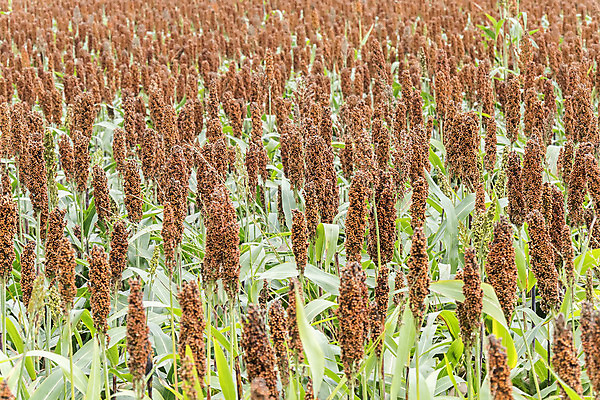 포토 JPG 해외이미지 식물 계절 음식 빵 줄기 밭 농업 자연 건강 옥수수 풍경 사람없음 초록색 농작물 컬러풀 농장 농경지 노란색 환경 식사 수확 성장 시골 신선 낟알 시리얼 유기농 밀가루 성분 스파이크 내추럴 밭일 숙성 호밀 세련 해외202004 해외포토 웰빙 산업 컬러 곡류 가루 생태계 파일형식 이미지허브