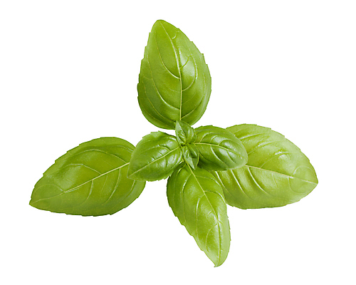 포토 JPG 해외이미지 식물 음식 잎 재료 건강 요리 사람없음 가로 초록색 흰색 나뭇가지 신선 양념 조미료 다발 허브 향신료 흰배경 향기 향료 향 바질 고립 해외202004 해외포토 나무 컬러 백그라운드 냄새 향미료 파일형식 이미지허브