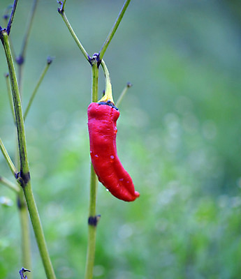 포토 JPG 해외이미지 식물 계절 음식 줄기 농업 채소 과일 부분 자연 고추 파프리카 건강 사람없음 빨간색 초록색 물 여름 농장 정원 젖음 수확 성장 물방울 신선 달콤 빗방울 순수 유기농 원예 날것 후추 10월 내추럴 밭일 숙성 채식주의자 해외202004 해외포토 자연요소 웰빙 산업 컬러 컨셉 취미 비_날씨 날짜 맛 향신료 생태계 채식 파일형식 이미지허브