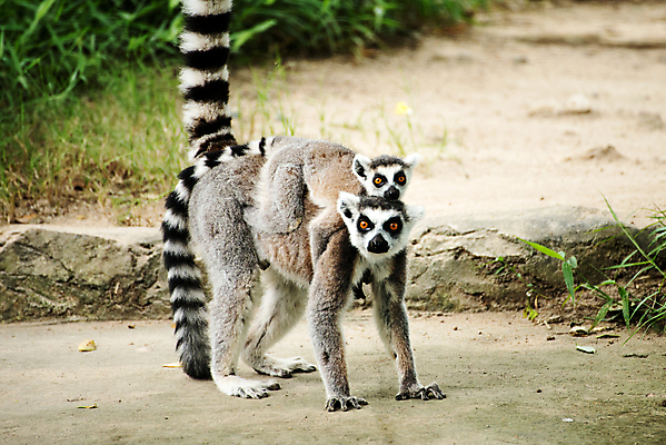 포토 JPG 해외이미지 동물 공원 야생동물 포유류 아프리카 자연 사람없음 정원 검은색 흰색 원숭이 보호 숲 열대우림 땅 꼬리 멸종 여우원숭이 전국 해외202004 해외포토 공공시설 나라 컬러 컨셉 생태계 파일형식 이미지허브