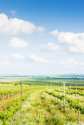 포토 JPG 해외이미지 식물 외관 유럽 농업 자연 풍경 사람없음 야외 와인 성장 시골 오스트리아 배열 포도밭 포도나무 내추럴 기르기 줄서기 해외202004 해외포토 나라 산업 밭 모션 주류 과일나무 생태계 돌봄 파일형식 이미지허브