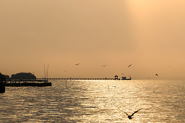포토 JPG 해외이미지 나무 구름 실루엣 파도 바다 겨울 날개 오렌지 자연 갈매기 조류 하늘 아침 휴식 따뜻함 해변 사람없음 물 빛 강 햇빛 태양 반사 노란색 일출 일몰 새벽 신선 만 뜨거움 보트 황금 가장자리 장면 해외202004 해외포토 주간 자연요소 식물 동물 계절 컬러 컨셉 배_교통 과일 촬영기법 노을 둘레 생태계 파일형식 이미지허브