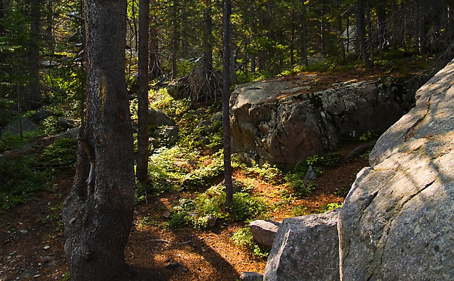 포토 JPG 해외이미지 자연 산 바닥 풍경 사람없음 목재 빛 햇빛 태양 황무지 숲 내추럴 땅바닥 로키산맥 해외202004 해외포토 자연요소 나무 재료 생태계 파일형식 이미지허브
