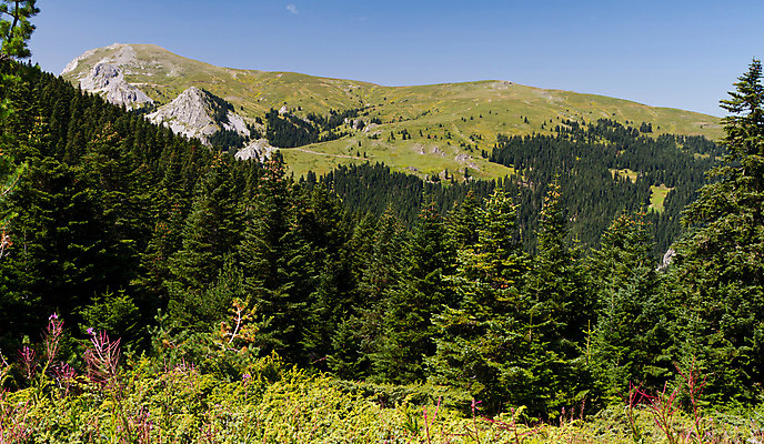 포토 JPG 해외이미지 나무 자연 하늘 산 풍경 사람없음 야외 파란색 환경 신선 소나무 숲 언덕 칠면조 내추럴 산악지대 절정 해외202004 해외포토 식물 컬러 조류 생태계 파일형식 이미지허브