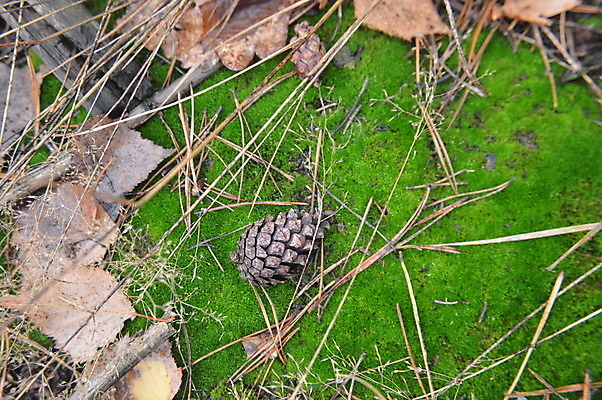 포토 JPG 해외이미지 나무 식물 계절 백그라운드 자연 추상 이끼 사람없음 야외 목재 초록색 여름 갈색 성장 가을 신선 소프트포커스 숲 작음 먹기 질감 내추럴 곰팡이 해외202004 해외포토 컬러 무늬 재료 모션 촬영기법 크기 생태계 파일형식 이미지허브
