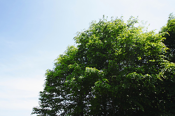 포토 JPG 해외이미지 나무 백그라운드 잎 자연 사람없음 야외 초록색 햇빛 태양 성장 신선 숲 해외202004 해외포토 자연요소 식물 컬러 생태계 파일형식 이미지허브