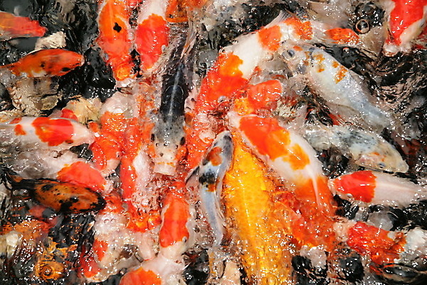 포토 JPG 해외이미지 동물 전통 아시아 호수 야생동물 선 백그라운드 오렌지 학교 자연 저울 어류 동양인 사람없음 장식 빨간색 물 반려동물 컬러풀 정원 일본 수영 중국 침묵 흰색 연못 신선 오픈 입 개울 행운 재산 황금 먹이 원예 금붕어 지느러미 잉어 해외202004 해외포토 자연요소 교육 나라 컬러 컨셉 과일 인종 취미 신체부위 금융 강 수중동물 소리 수상스포츠 생태계 파일형식 이미지허브