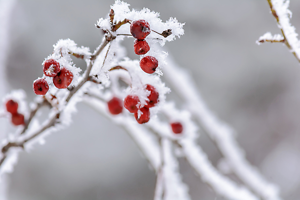 포토 JPG 해외이미지 나무 식물 구름 디자인 계절 공원 열매 음식 여행 백그라운드 크리스마스 겨울 과일 자연 하늘 표면 날씨 풍경 사람없음 야외 목재 빨간색 빛 환경 정원 냉동 얼음 검은색 추위 흰색 나뭇가지 숲 서리 장면 층 내추럴 해외202004 해외포토 자연요소 공공시설 기념일 컬러 재료 생태계 파일형식 이미지허브