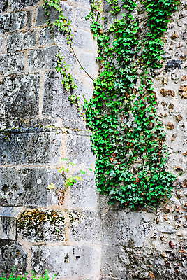 포토 JPG 해외이미지 식물 디자인 벽 백그라운드 잎 패턴 건축양식 자연 벽지 표면 날씨 추상 벽돌 주택 이끼 사람없음 건물 초록색 갈색 노란색 힘 회색 골동품 바위 거친 균열 묘사 질감 내추럴 고체 그런지 썩음 옛날 콘크리트 해외202004 해외포토 건축물 건축 컬러 무늬 모션 돌_바위 생태계 파일형식 이미지허브