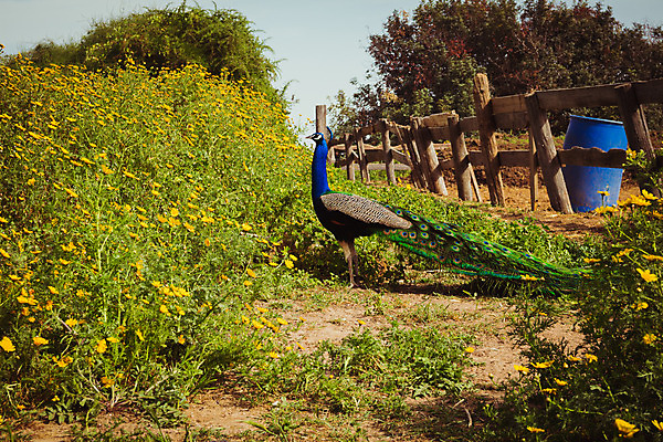 포토 JPG 해외이미지 동물 공원 남자 길 야생동물 백그라운드 신체 자연 조류 왕관 동물원 서기 잔디 사람없음 야외 초록색 파란색 컬러풀 농장 환경 정원 활발 펼침 시골 우아함 공작 깃털 싱글 꼬리 부리 기간 깃털펜 동물상 이국적 이스라엘 해외202004 해외포토 식물 공공시설 컬러 컨셉 농업 모션 사람 조형물 펜 생태계 서아시아 파일형식 이미지허브
