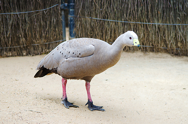 포토 JPG 해외이미지 동물 척추동물 야생동물 백그라운드 자연 조류 동물원 종류 사람없음 야외 옆모습 머리 회색 호주 망토 깃털 코 부리 거위 해외202004 해외포토 뷰포인트 컬러 신체부위 오세아니아 생태계 파일형식 이미지허브