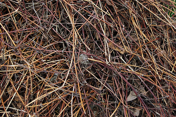 포토 JPG 해외이미지 나무 식물 디자인 계절 공원 줄기 백그라운드 단풍 잎 패턴 자연 벽지 표면 날씨 추상 건조 사람없음 야외 갈색 쌓기 환경 정원 봄 회색 가을 시골 죽음 숲 9월 11월 유기농 질감 내추럴 땅바닥 많음 해외202004 해외포토 웰빙 공공시설 컬러 컨셉 무늬 모션 바닥 날짜 생태계 파일형식 이미지허브