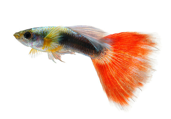 포토 JPG 해외이미지 동물 남자 백그라운드 이동 오렌지 모션 자연 어류 사람없음 장식 빨간색 물 반려동물 유행 검은색 수중 수영 신선 공작 꼬리 탱크 수족관 강렬 고립 해외202004 해외포토 자연요소 컬러 컨셉 과일 조류 사람 수중동물 수상스포츠 생태계 파일형식 이미지허브