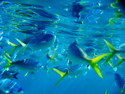 포토 JPG 해외이미지 동물 야생동물 스포츠 바다 분홍색 여행 학교 관계 자연 휴가 어류 풍경 사람없음 야외 초록색 물 파란색 컬러풀 머리 평화 우주 바닷속 수중 탐험 껍질 산호 거북이 호주 큼 다이빙 소금 암초 병정 반구 남쪽 스펀지 내추럴 소금물 해외202004 해외포토 자연요소 교육 컬러 컨셉 파충류 신체부위 수영 수중동물 원형 오세아니아 자포동물 크기 방향 생태계 수중스포츠 파일형식 이미지허브